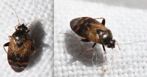 Psallus sp.